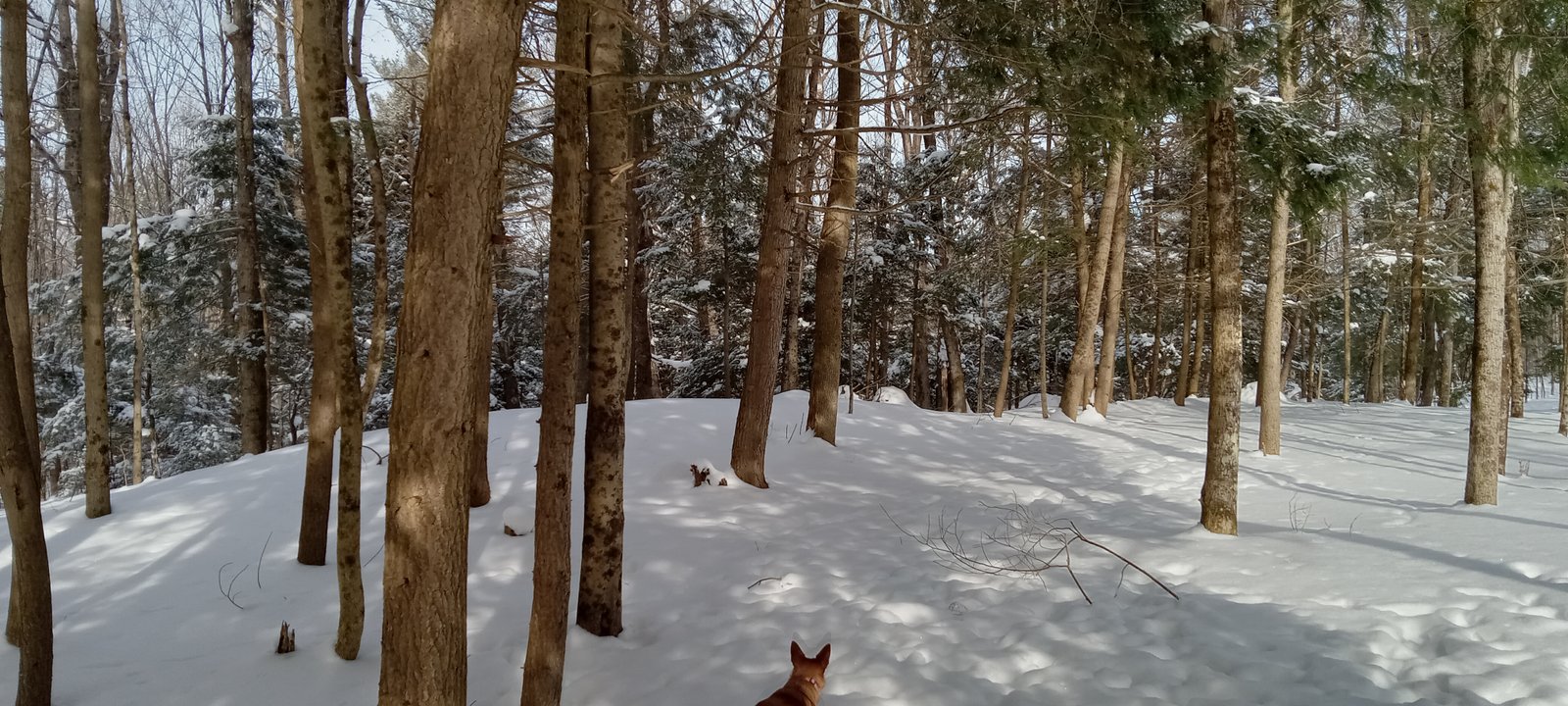 Winter on Al & Val's Homestead.  MORE THAN JUST A PIECE OF LAND A LIFE WITH ROOM TO BREATHE  Thirty acres gives us room to work, explore, and simply enjoy the changing seasons. The woods, trails, wildlife and open spaces are part of everyday life here—and sometimes the property itself becomes the next project.